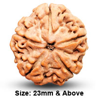 5 Mukhi Bead